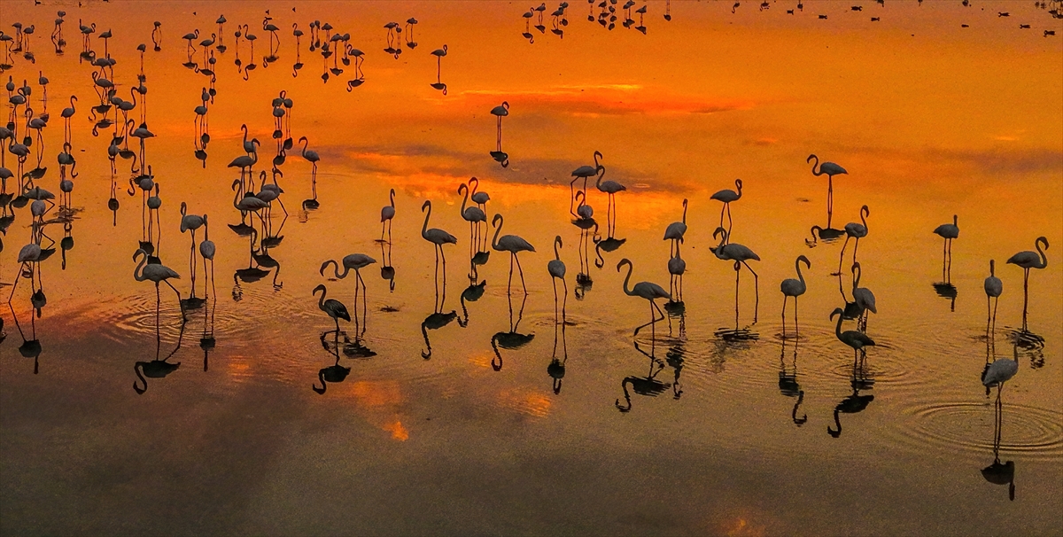 Van Gölü Havzası'nın misafirleri: Flamingolar