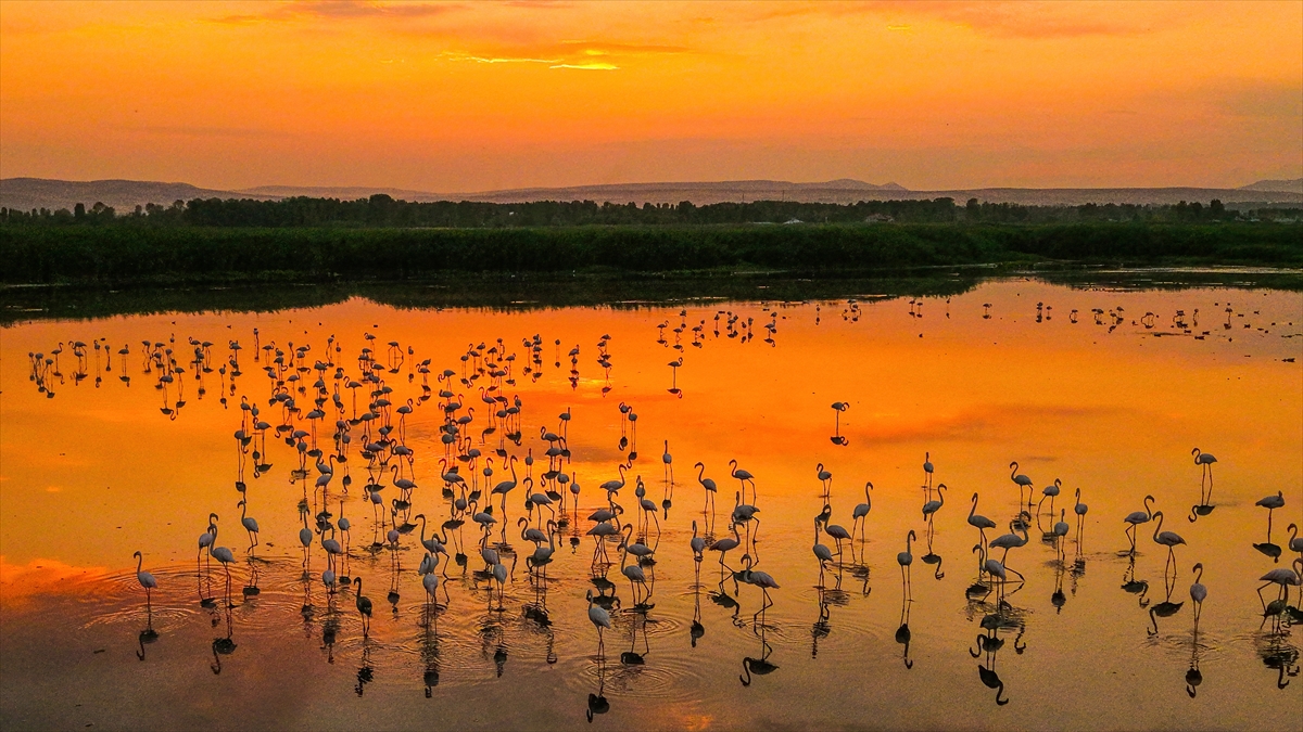 Van Gölü Havzası'nın misafirleri: Flamingolar