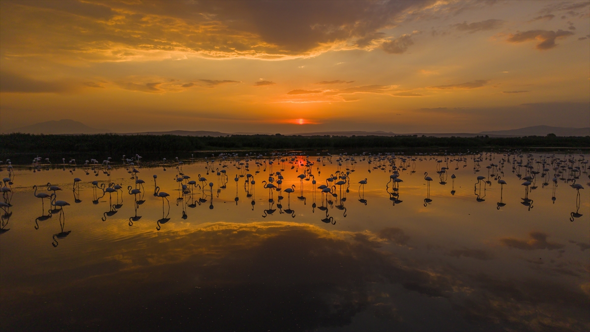 Van Gölü Havzası'nın misafirleri: Flamingolar