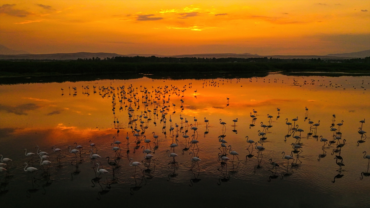 Van Gölü Havzası'nın misafirleri: Flamingolar