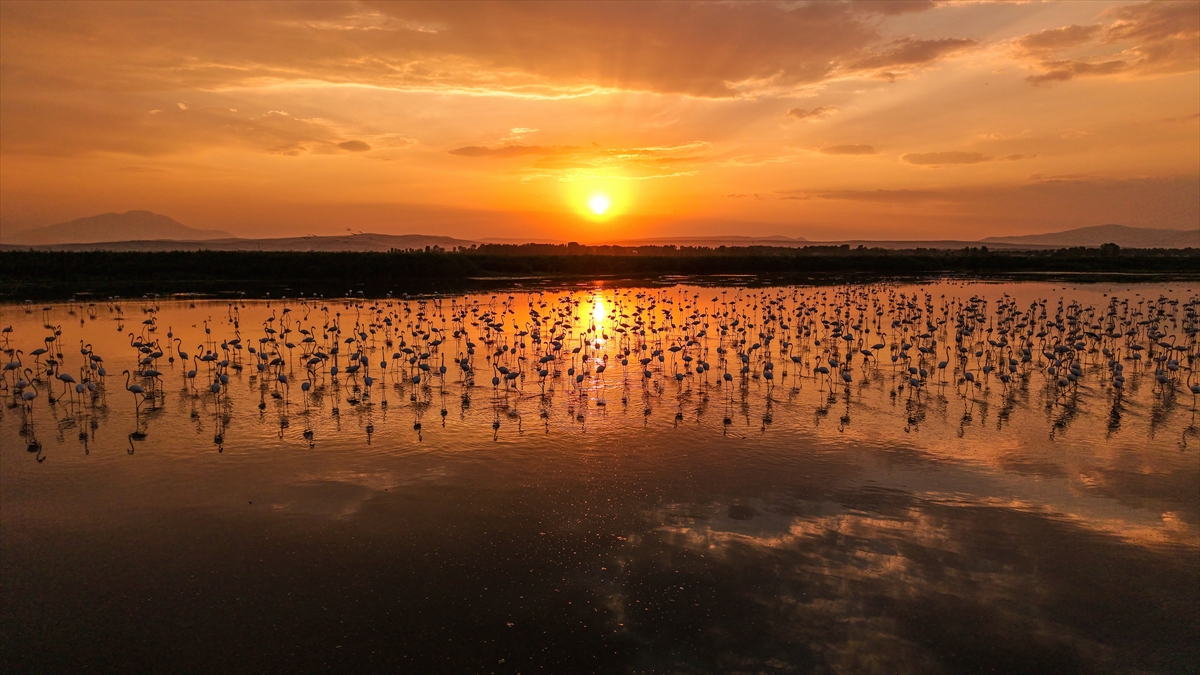 Van Gölü Havzası'nın misafirleri: Flamingolar
