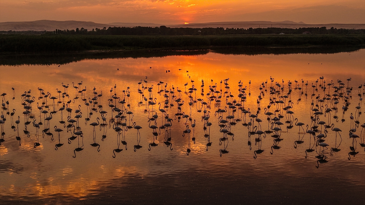 Van Gölü Havzası'nın misafirleri: Flamingolar
