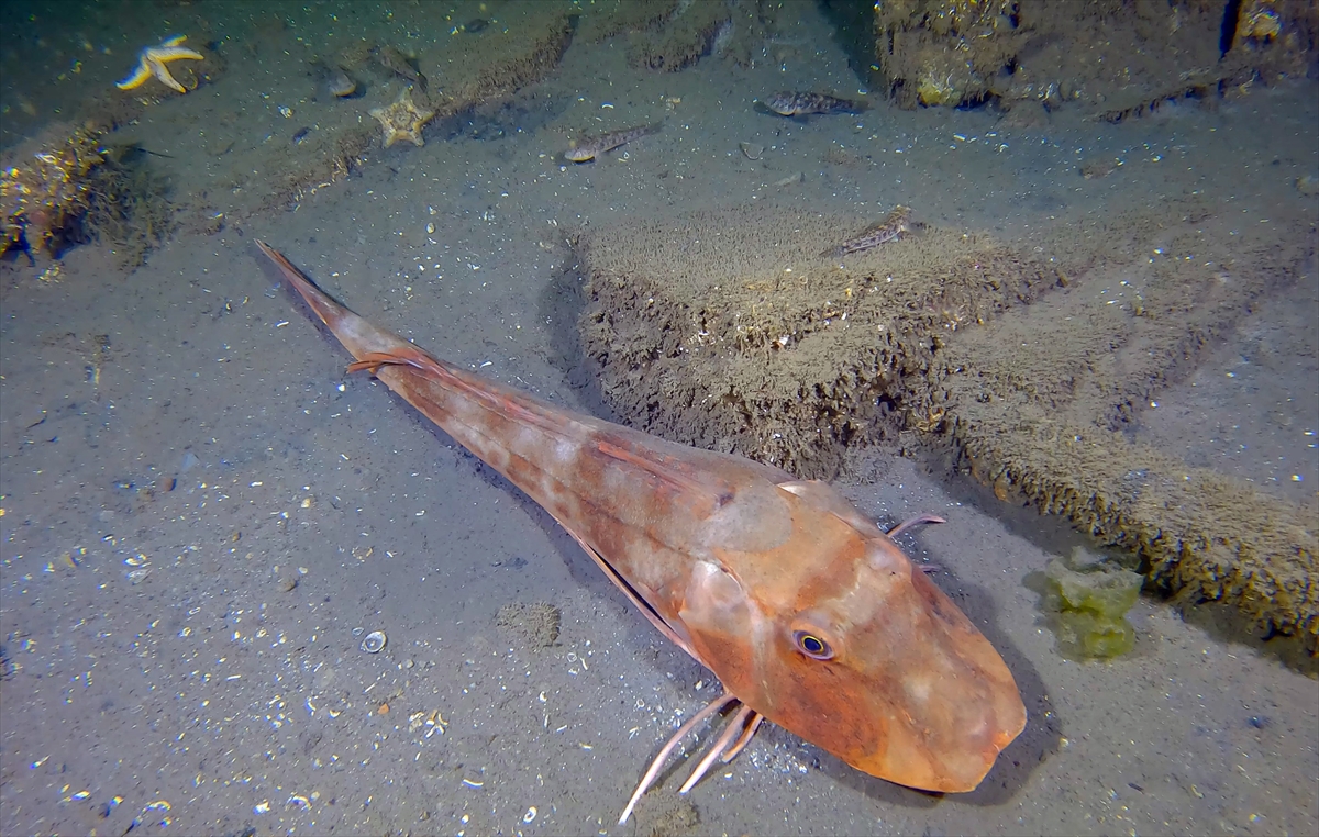 Marmara Depremi'nin su altındaki izleri