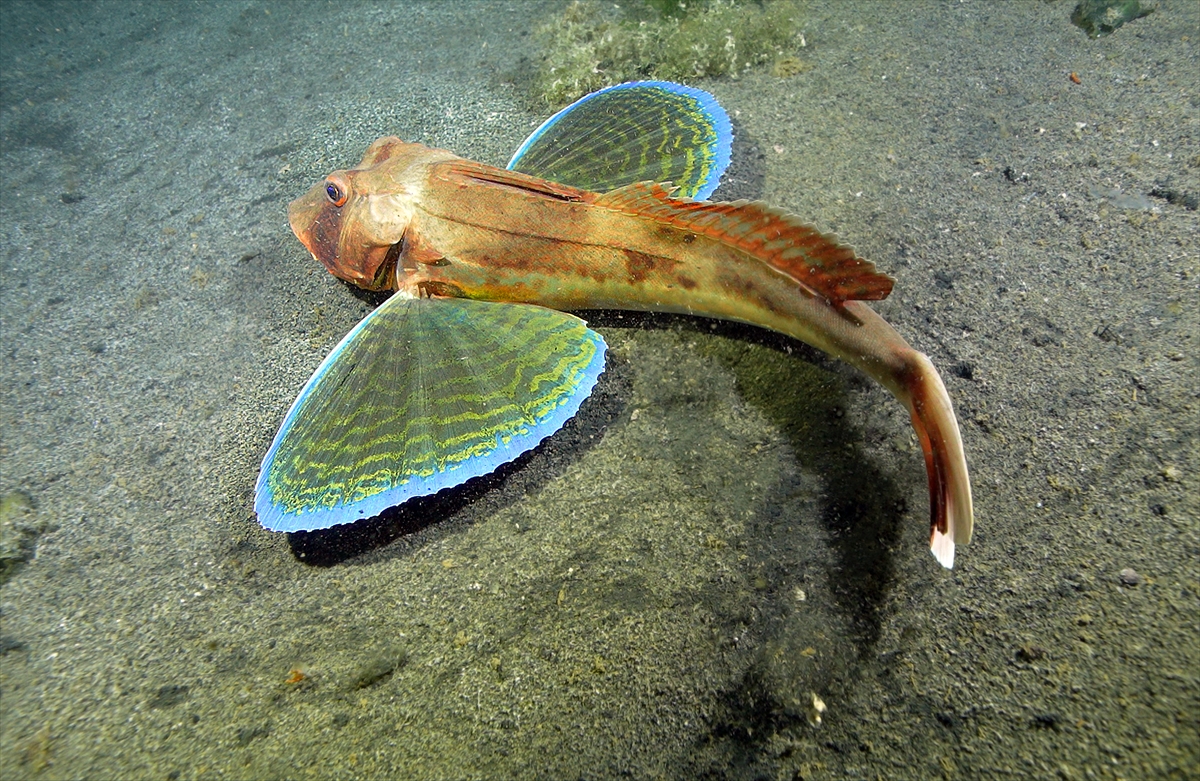 Marmara Depremi'nin su altındaki izleri