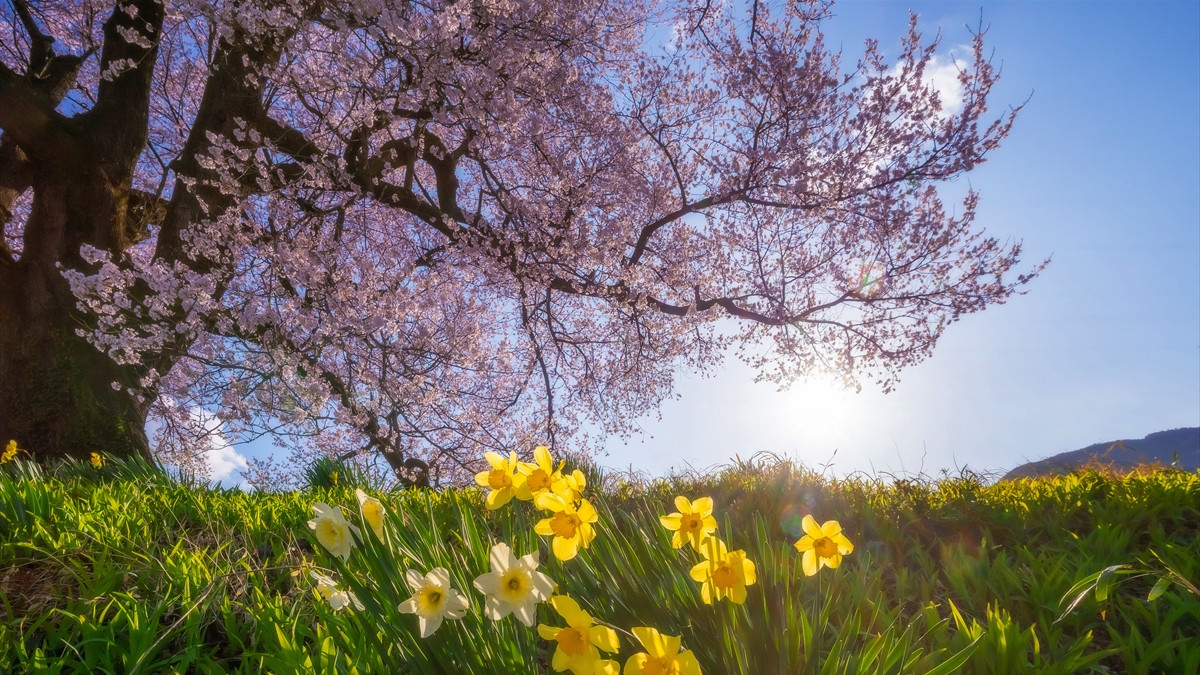 Japonya’daki 330 yıllık Wanitsuka no Sakura ağacı görenleri büyülüyor