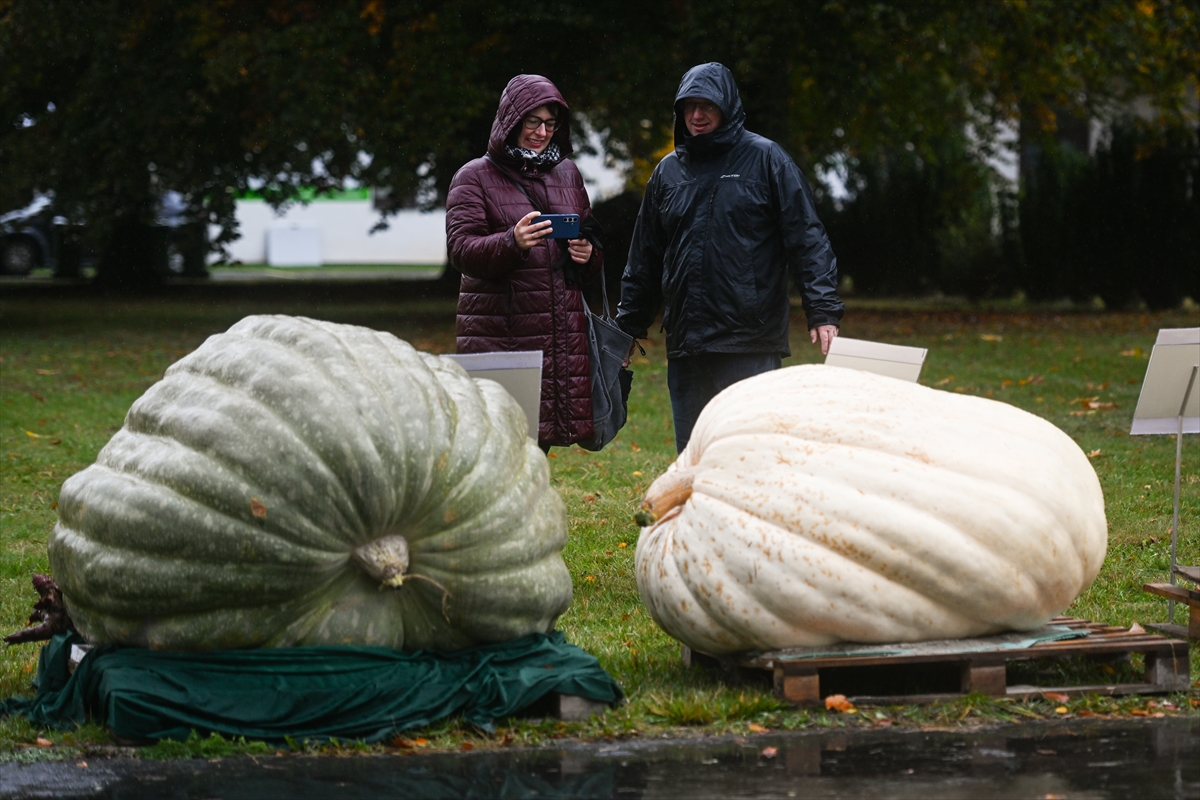 Polonya’da Dev Bal Kabağı Yarışması
