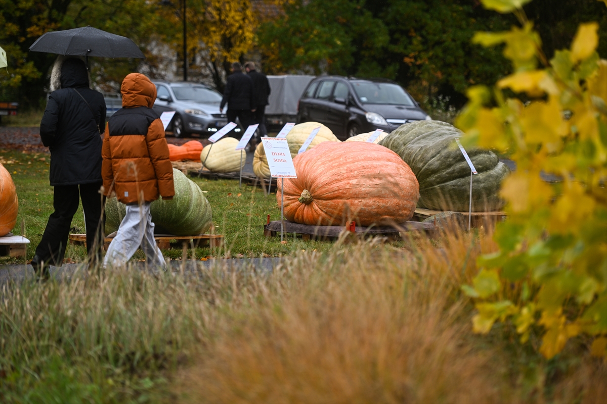 Polonya’da Dev Bal Kabağı Yarışması