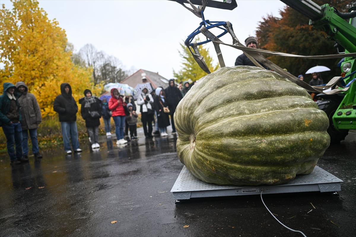 Polonya’da Dev Bal Kabağı Yarışması