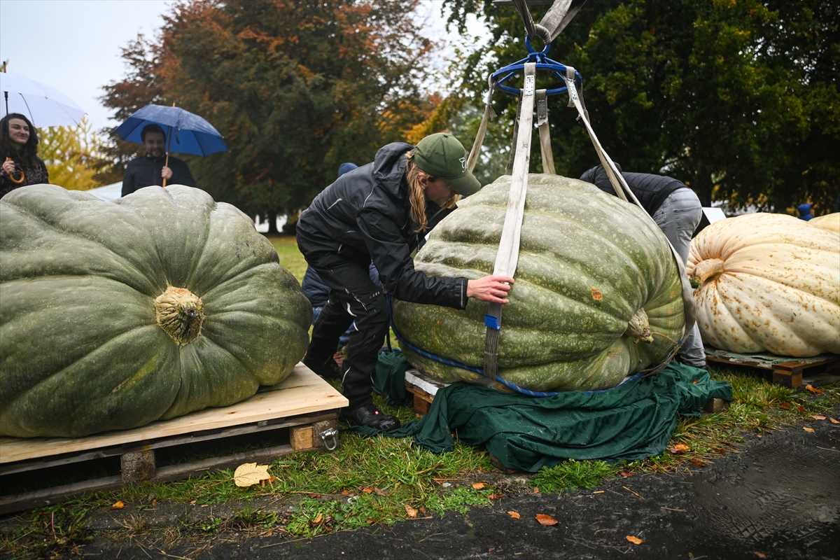 Polonya’da Dev Bal Kabağı Yarışması