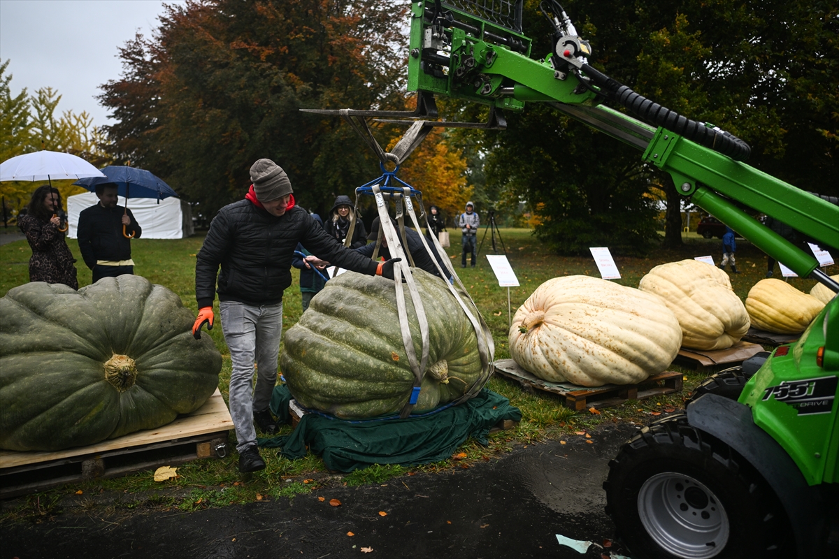 Polonya’da Dev Bal Kabağı Yarışması