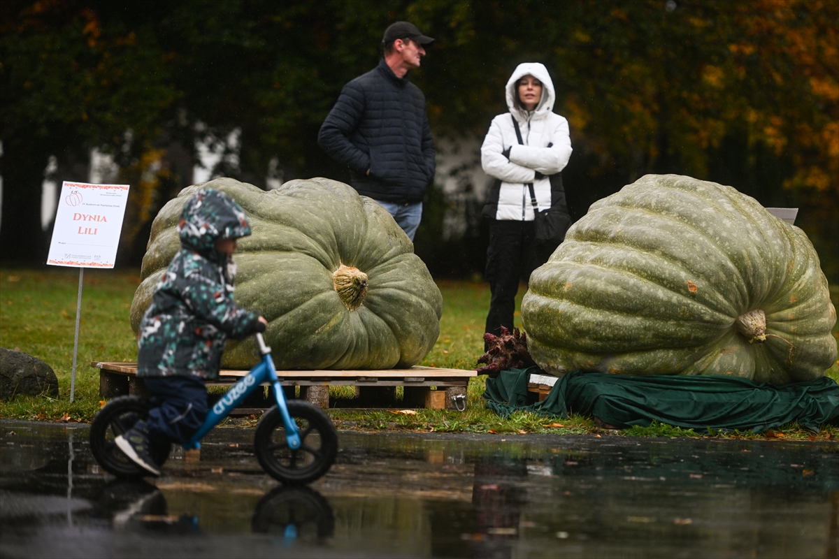 Polonya’da Dev Bal Kabağı Yarışması