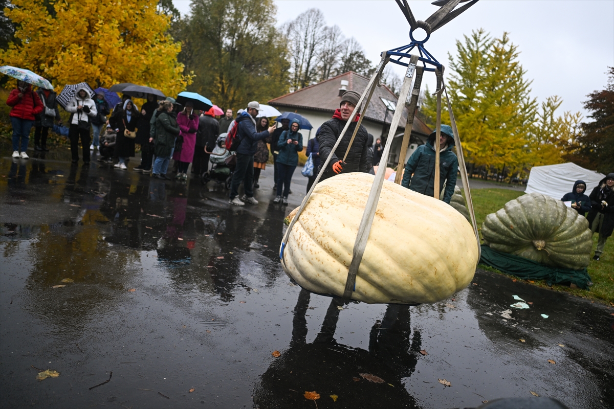 Polonya’da Dev Bal Kabağı Yarışması