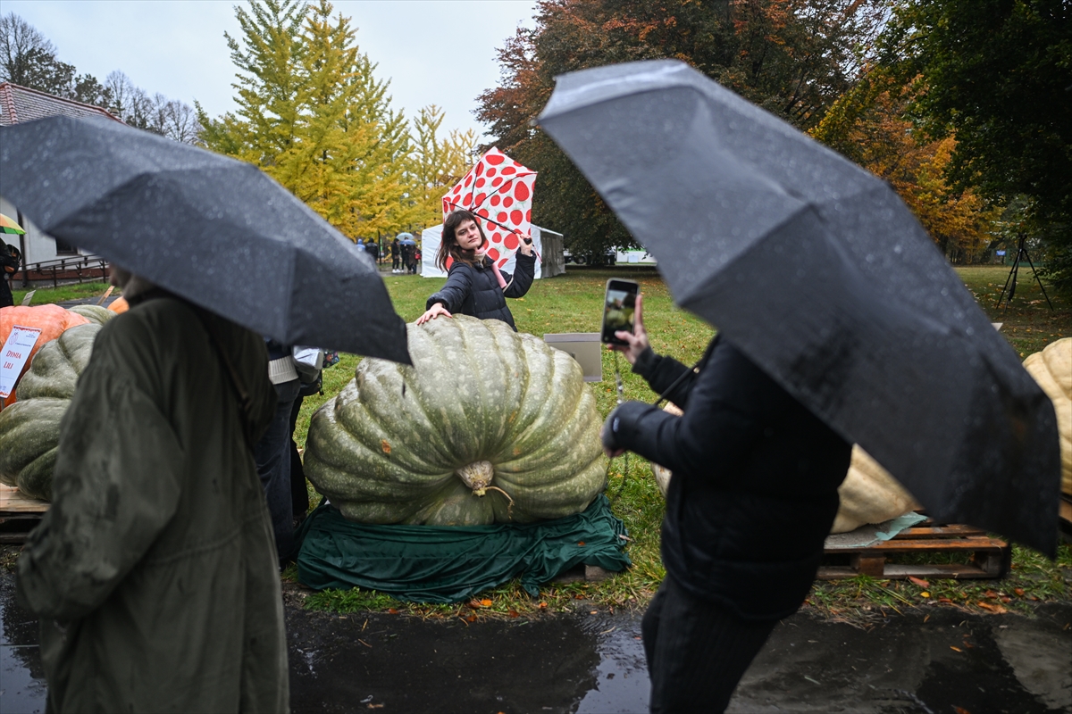 Polonya’da Dev Bal Kabağı Yarışması