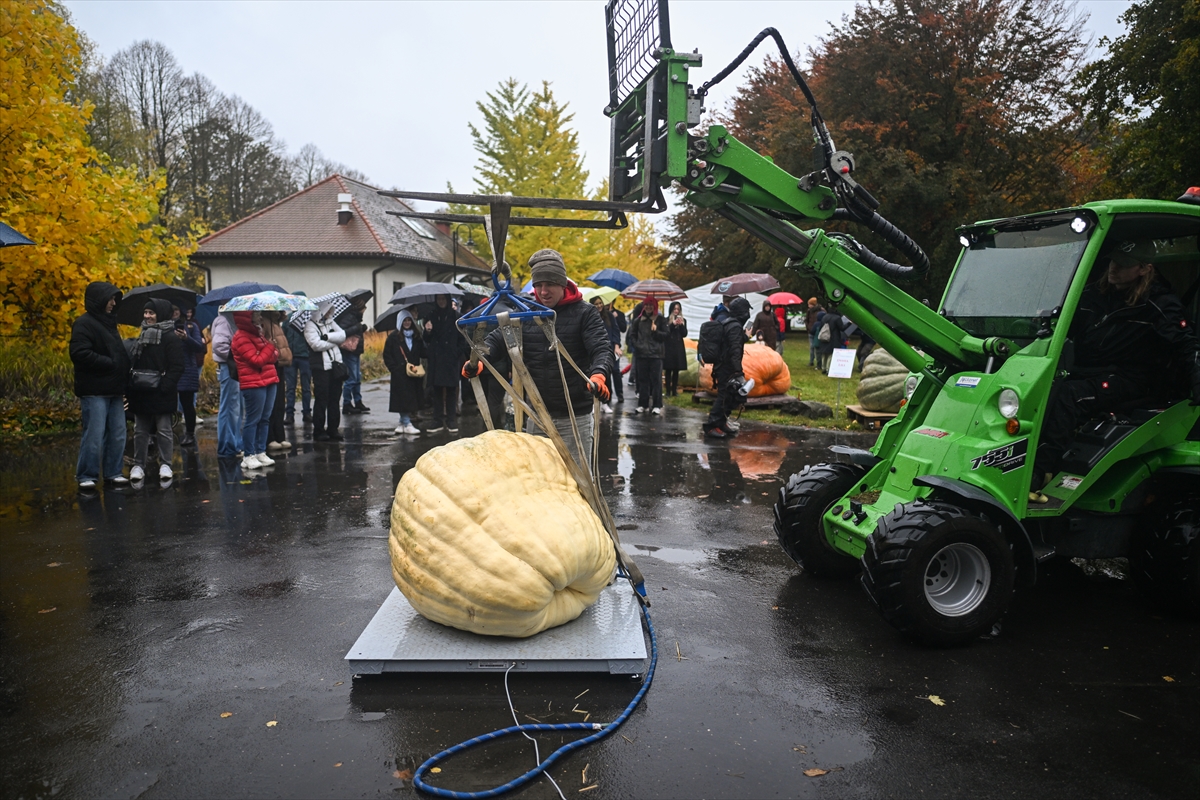 Polonya’da Dev Bal Kabağı Yarışması