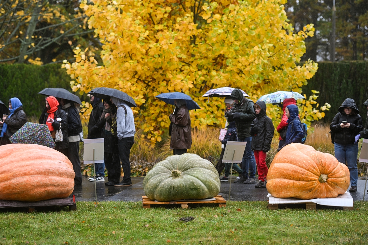 Polonya’da Dev Bal Kabağı Yarışması