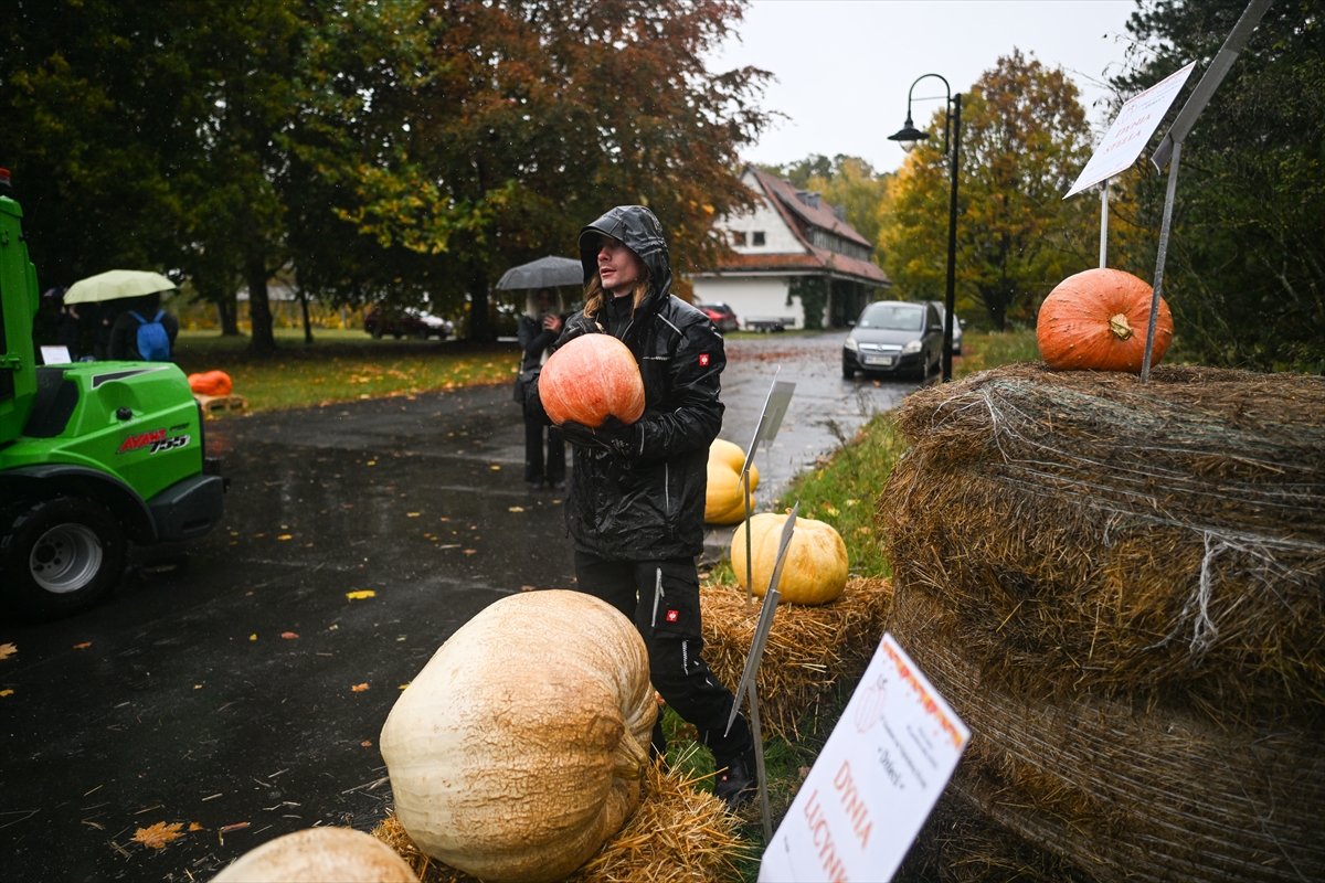 Polonya’da Dev Bal Kabağı Yarışması