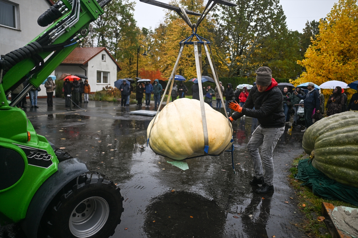 Polonya’da Dev Bal Kabağı Yarışması