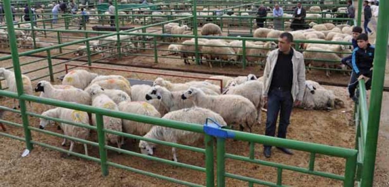 Kurbanlık satış fiyatları açıklandı