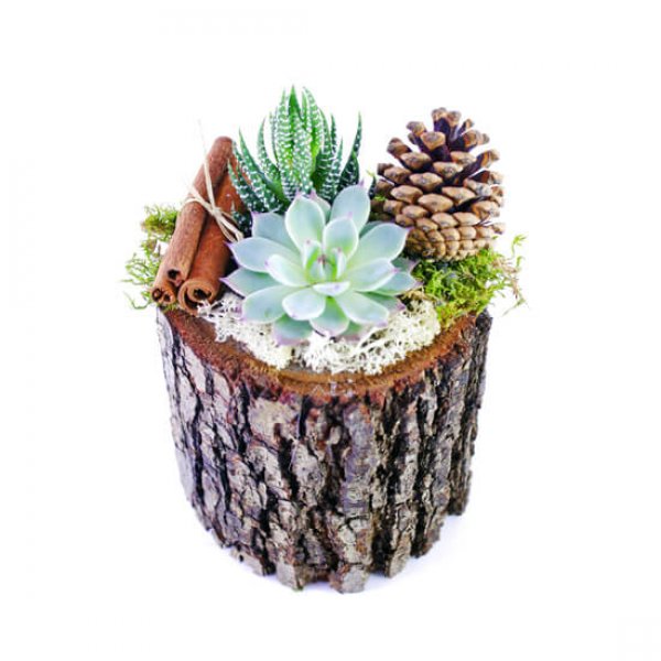 Dekorasyonda sukulent şıklığı