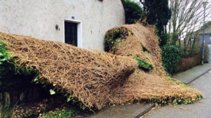 Niklas fırtınası Almanya'yı felç etti