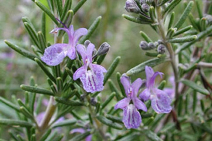 Şifalı bitkiler nerede nasıl kullanılmalı