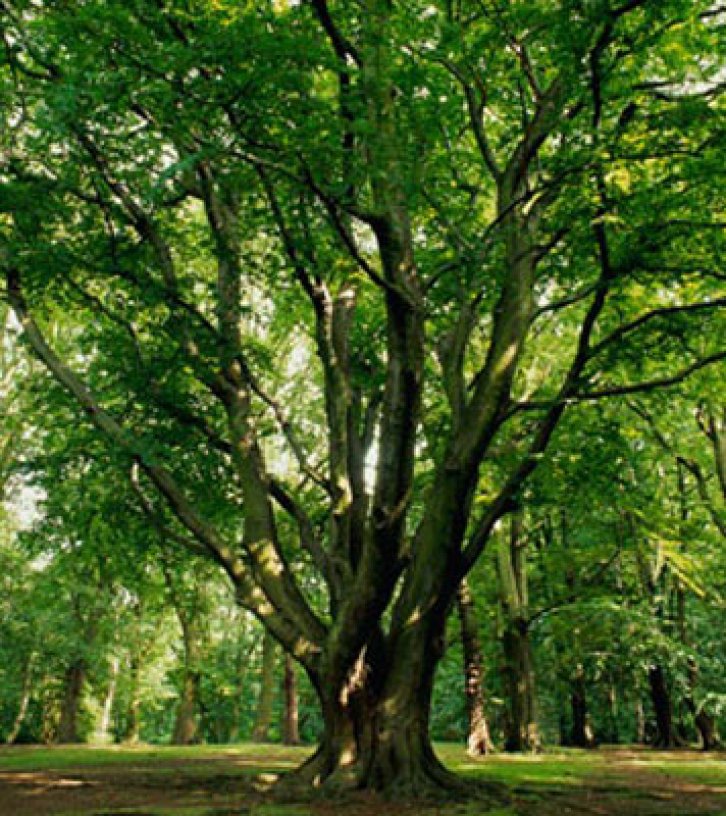 Şifalı bitkiler nerede nasıl kullanılmalı