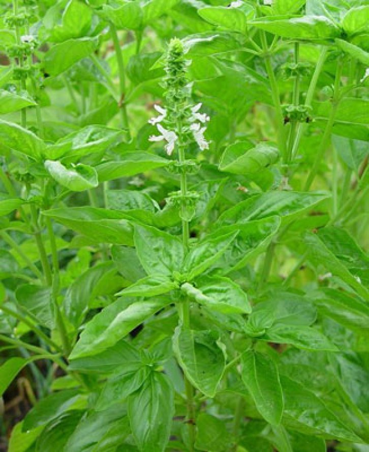 Şifalı bitkiler nerede nasıl kullanılmalı