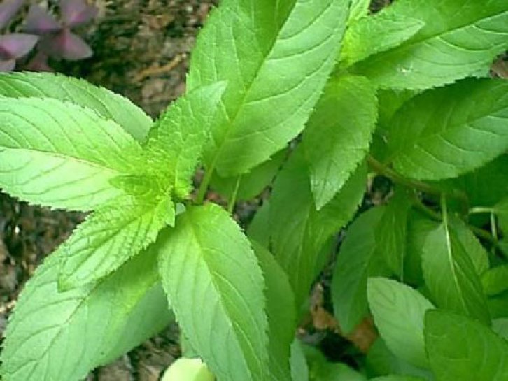 Şifalı bitkiler nerede nasıl kullanılmalı