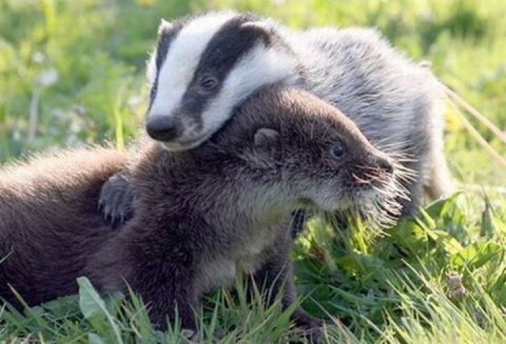 Барсук 2м. Братья барсуки. Барсук крымский. Диаграмма медоед. Братья барсуки.