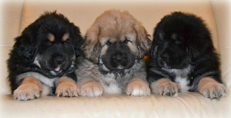 Tibet Mastifi dünyanın en pahalı köpeği