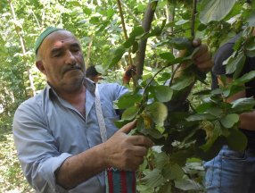 Bitlis’te Hizan fındığının hasadına başlandı