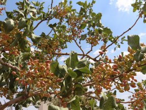 Batman'da bekçiler, fıstık bahçelerinde hırsız nöbeti tutuyor