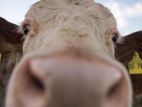 Balıkesir’de bir kadın ineğin darbesiyle öldü