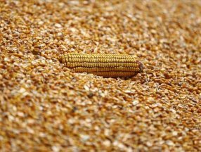 TMO mısır satışlarına başlayacak