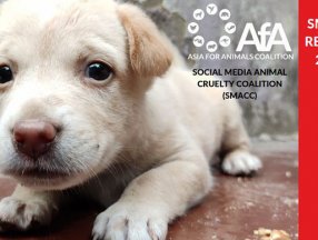 Sosyal medya şirketleri hayvanlara işkence videolarından milyonlar kazanıyor