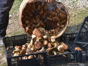 Sinop ormanlarında toplanan mantarlar ek gelir kapısı