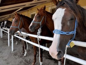 Bursa'da otomobil ve ev fiyatına tay satıldı