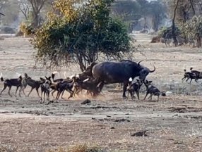 Afrika'da yabani köpek sürüsü, yetişkin bufaloyu avladı