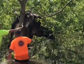 ABD'de kasırga sonrası bir inek, ağaca asılı kaldı
