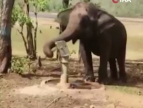 Hindistan'da bir fil, su içmek için pompa kullandı