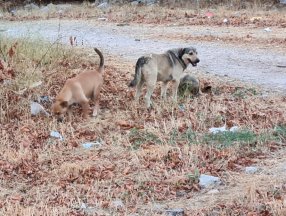 Antalya’da sokak köpekleri kediyi parçaladı