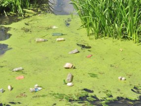 Tunca Nehri, yosun ve çöple birikintileri ile doldu