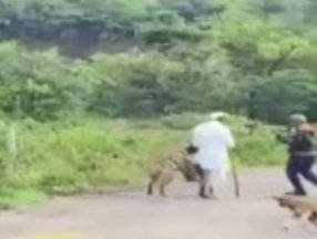 Hindistan’da yaşlı adama sırtlan saldırdı