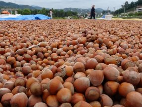 Ordu'da yağmur fındığı ıslatınca kurutma çalışması başlatıldı