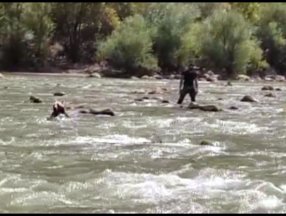 Hakkari'deki Zap Suyu'na kapılan ayı kurtarıldı
