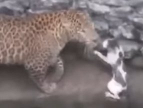 Leopara meydan okuyan kedi kamerada