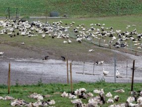Fransa'da kuş gribi ortaya çıktı