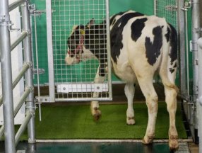 Alman bilim insanları ineklere tuvalet eğitimi verdi