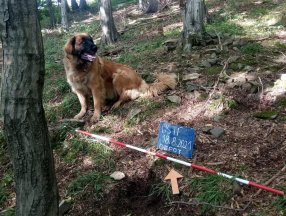 Çekya’da köpek 14’üncü yüzyıldan kalma hazine buldu