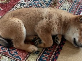 Elon Musk'ın köpeğine verdiği isim, bilinmeyen kripto paranın değerini yükseltti